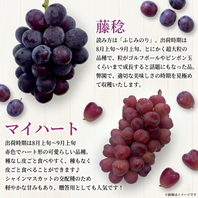【37品種から厳選】大阪・柏原から届く「旬の宝石箱」大粒ぶどう詰め合わせ（シャインマスカット含まず）約2kg（2026年先行予約 8月下旬～9月上旬発送分）
