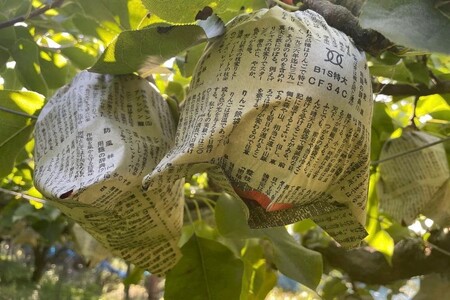 【先行予約／数量限定100】新興梨　5kg（2024年10月中旬～発送）