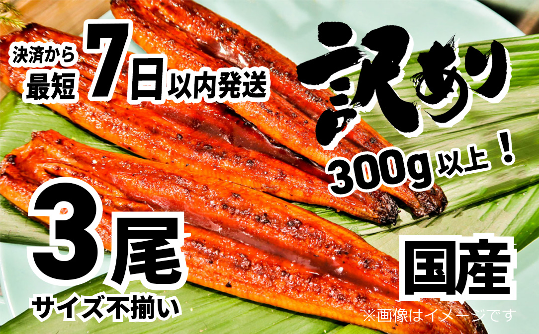 〈7日以内発送〉【訳あり】さかい河岸水産の国産うなぎ３尾 300g以上！ ※サイズ不揃い