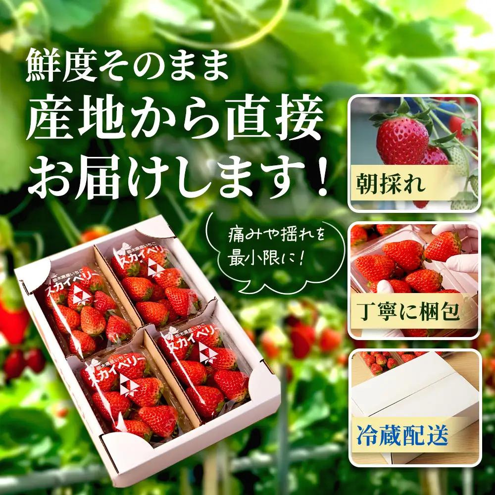 【先行予約】出会いの森いちご園 スカイベリー （290g×4パック） | いちご イチゴ 苺 栃木県 果物 くだもの フルーツ スカイベリー 新鮮 贈答 ギフト デザート スイーツ ※2026年12月