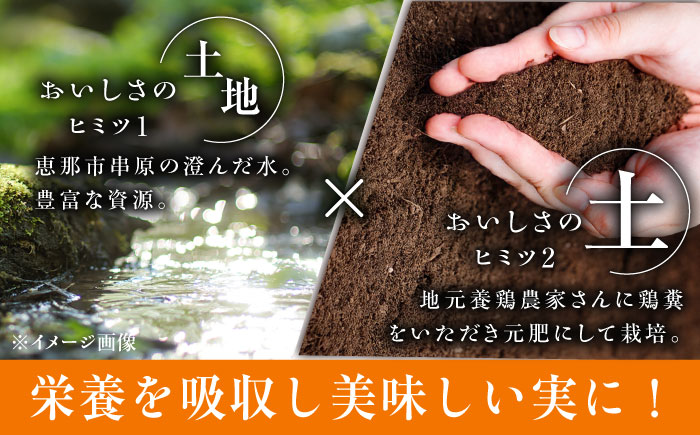 ＜2025年7月～発送／先行予約＞とうもろこし 恵味ゴールド 約5kg(梱包込) / 野菜 やさい コーン / 恵那市 / 大島農園 [AUEH001]