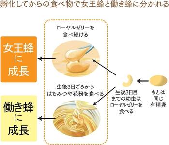 有機 ローヤルゼリー原乳 100g【006-a111】