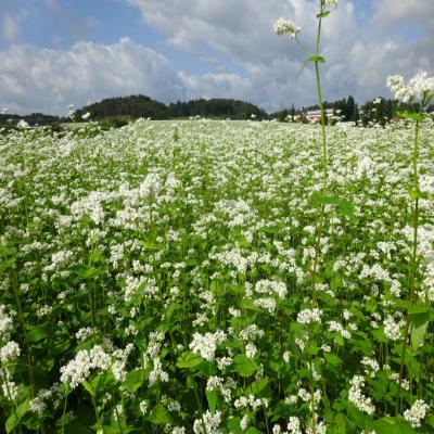 ふるさと納税 尾花沢市 【清流の里ほその村】米粉・そば粉セット |  | 02