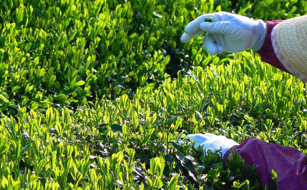 【高島屋選定品】<川原製茶>天皇杯受賞産地2025年一番茶　5袋セット TSY-04-04