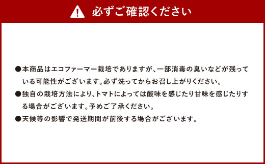 ソムリエ トマト 2.6kg とまと 野菜 やさい 熊本県産 国産 【2025年2月上旬発送開始】