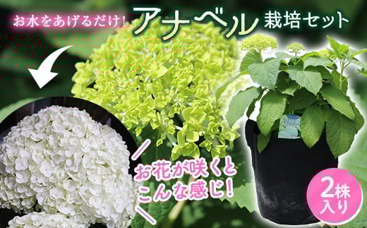 FKK19-883 【先行予約】アナベル 栽培セット(2株) 花 はな ガーデニング フラワー アジサイ 紫陽花 インテリア 観葉植物 観賞用 鉢植え 苗
