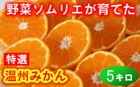 野菜ソムリエ石児さんの「特選 温州みかん 5kg」 ミカン みかん 蜜柑 柑橘 5kg 柑橘類 先行予約 甘い 温州みかん フルーツ ＜103-006＞