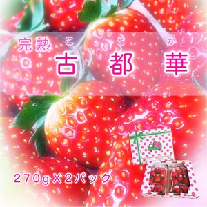 いちご好きのためのいちご 奈良県ブランドいちご 「古都華（ことか）」2027年4月発送