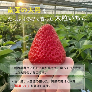 先行予約 いちご 紅ほっぺ 贈答品 2箱（4パック：36～54粒） 2026年1月発送開始 | 高級 厳選 こだわり 贅沢 贈り物 ギフト プレゼント 限定 お取り寄せ 苺 いちご 果物 くだもの フ