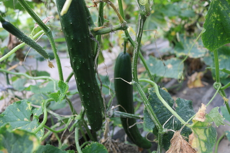 【先行受付：2026年発送】【8月発送】信州松本産・旬の野菜 おまかせセット（約10～12品） │野菜 やさい 旬 旬の野菜 新鮮 自然 セット 野菜セット 美味しい 長野県 信州 松本 ふるさと納税