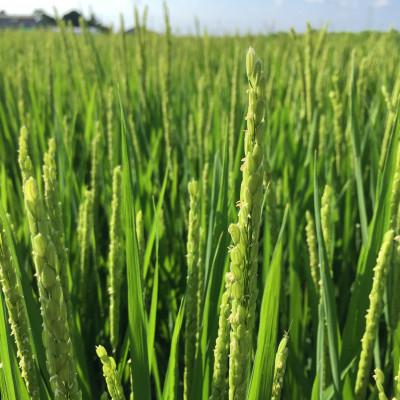 ふるさと納税 香取市 【令和6年産】 【冷温貯蔵】　契約栽培　水郷の恵 あきたこまち(精米) 5kg×2袋 |  | 02
