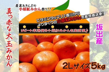 小原紅早生みかん 香川県産 約5kg ( 2Lサイズ ) ｜ みかん