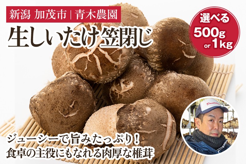 
                  【2026年先行予約】【選べる数量】生しいたけ 並サイズ（笠閉じ） 約500g（12～18個） 約1kg（24～36個） 《11月上旬～順次出荷》 品評会で金賞受賞！ きのこ しいたけ 椎茸 特大 食べ応えある大きさ 肉厚で旨味たっぷり！ 加茂市 青木農園
                