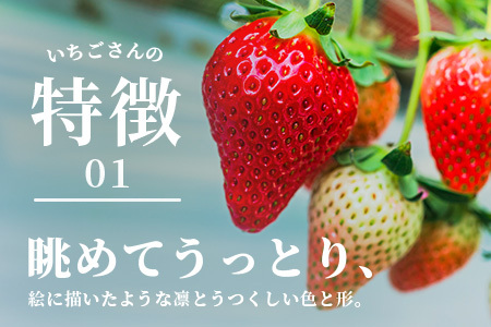 いちごさん 240g×4P★先行予約★【生産者直送】ふるさと納税 いちご イチゴ 苺 果物 フルーツ 旬 贈答用 お取り寄せ ギフト ふるさと 人気 佐賀県 鹿島市 送料無料 【2026年2月頃～4月