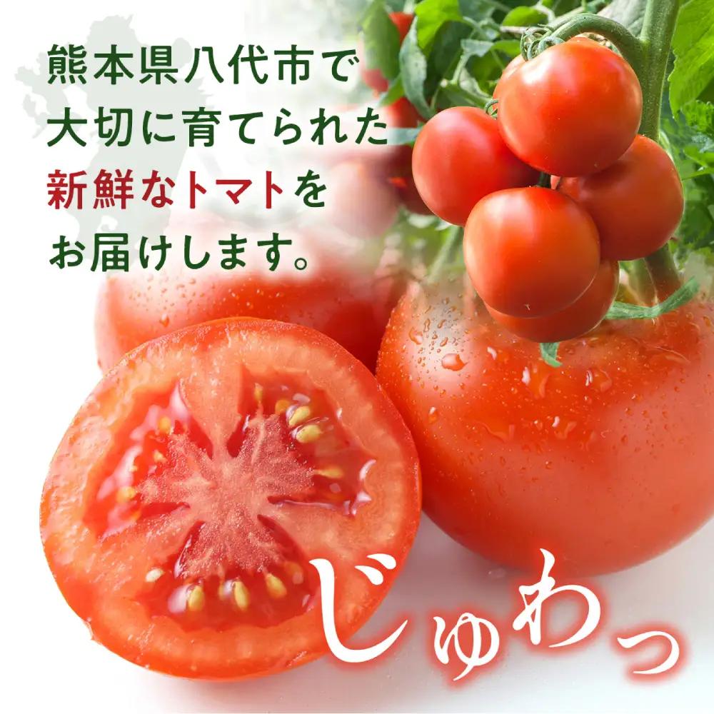 【先行予約】 熊本県八代市産 トマト 約4kg (20玉または24玉) 野菜 旬 【2027年1月上旬より順次発送】