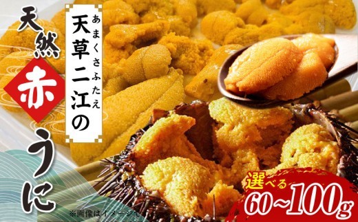 
                  S157-004-sku_天草二江の天然赤うに 天草二江 天然 赤うに 選べる 内容量 60g 〜 100g 美食家 北大路魯山人 認めた 幻 ウニ 殻 朱色 濃厚 甘み 特徴 九州外 滅多に出回らない 食べる ウニの概念 変わる 大粒 きれい 旨味 ご褒美 贈答用 お取り寄せ お取り寄せグルメ 熊本県 天草市 送料無料
                