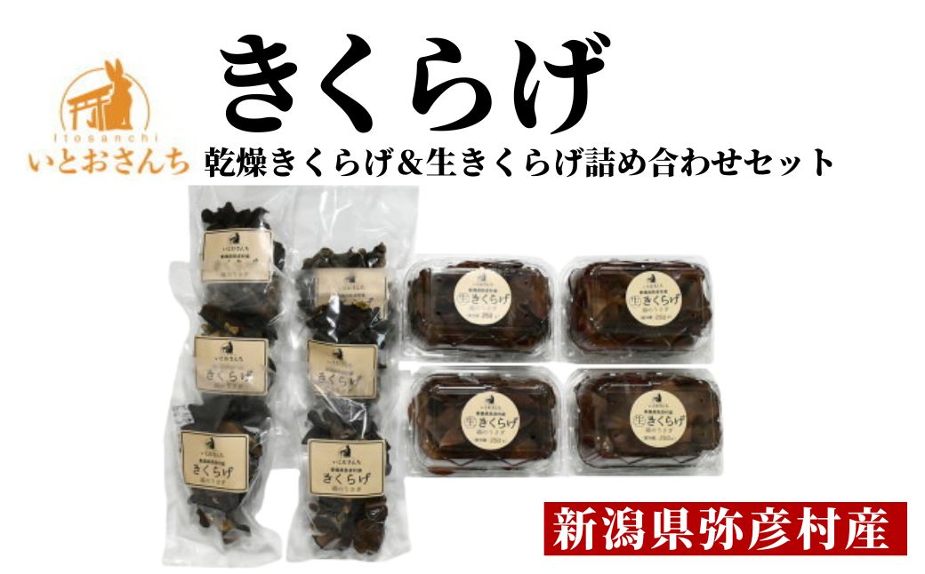 新潟県弥彦村産 越のうさぎ 生きくらげ250g×4、乾燥きくらげ25g×6 詰め合せセット＜栽培期間中農薬不使用＞ | 詰め合わせセット 手のひらサイズ 大きい 肉厚食感 プリプリ きくらげ 木耳 キ