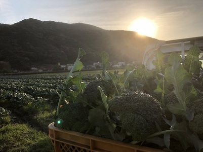 朝採り！土佐の春ブロッコリー（大玉6個）春野菜 先行予約 ビタミンC【R00133】