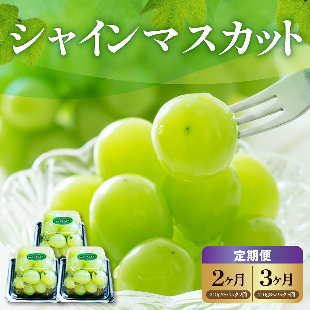 【ふるさと納税】令和7年産 シャインマスカット 210g×3パック 【 定期便 (選べる: 2ヶ月 / 3ヶ月 )】2025年産 先行予約 ぶどう 葡萄 果物フルーツ 種なし 家庭用 お取り寄せ 産地直送 山形県 米沢市 《2025年9月中旬から配送開始》 秋 旬 規格外 不揃い 傷