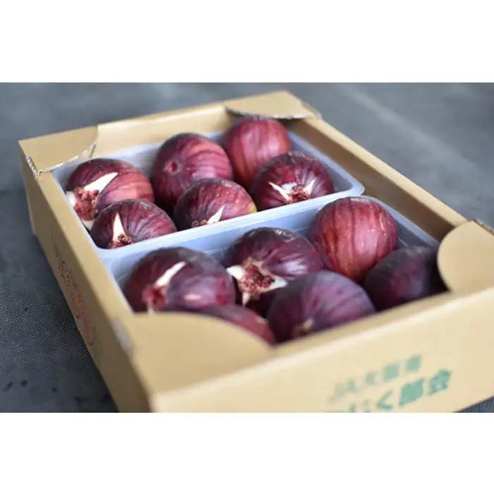 いちじく 朝採り 【2026年配送】　約1kg ／ 無花果 イチジク フルーツ くだもの 果物 果実 朝採れ 新鮮 農家直送 河南町産 大阪府 特産品 No.330