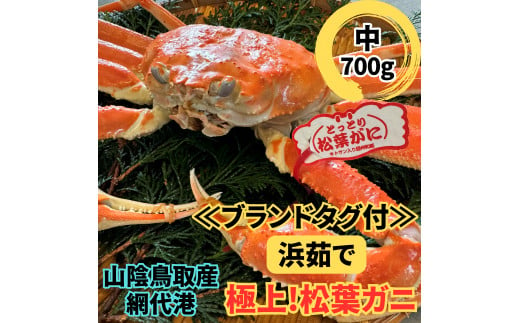 【22027】鳥取網代港【ブランドタグ付】浜茹で！極上松葉ガニ（中）700g 鳥取 岩美 松葉がに かに ずわいがに【さかなや新鮮組】