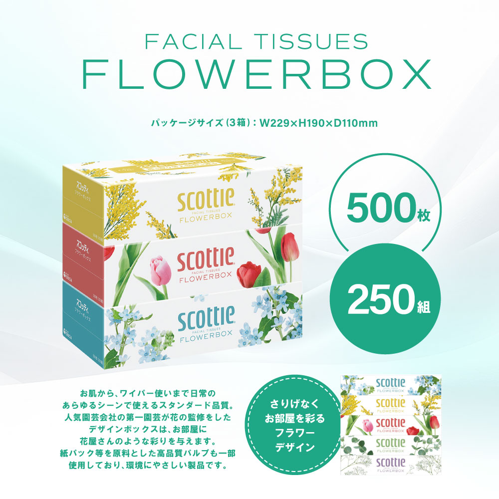 【定期便3回】【毎月お届け】【スコッティ】 ティシュー フラワーボックス 250組 3箱 計9箱 ティッシュ 日用品 生活必需品 消耗品 ストック デザインボックス 生活用品 熊本県 八代市_イメージ