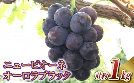 ニュー ピオーネ 1房・オーロラブラック 1房（1房 500g前後）【2026年8月下旬～9月下旬 発送予定】【産地直送 岡山県産 国産 ニューピオーネ ブドウ 葡萄 ぶどう 果物 ギフト たけまさぶどう園 人気フルーツ 岡山フルーツ おすすめフルーツ 岡山県 倉敷市 おすすめ 人気】