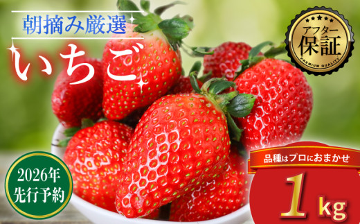【2026年2月より発送】 【先行予約】 品種おまかせいちご 1000g  1kg  新鮮 産地直送 朝摘み 厳選 アフター 保証 付き いちご 苺 フルーツ 果物 くだもの 品種おまかせ おまかせ 