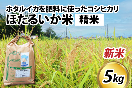 【先行予約】【新米】ほたるいか米（新米/精米５kg）※25年9月中旬以降順次発送予定　令和７年産