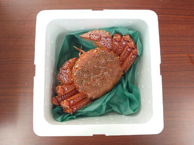 ＜濃厚＞三陸産活毛ガニ約400g×1匹 かに 蟹 毛ガニ 新鮮