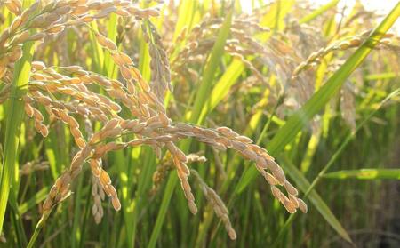 令和6年産　特別栽培米ゆめぴりか　白米5kg ｜ ゆめぴりか ゆめぴりか ゆめぴりか ゆめぴりか ゆめぴりか _00148