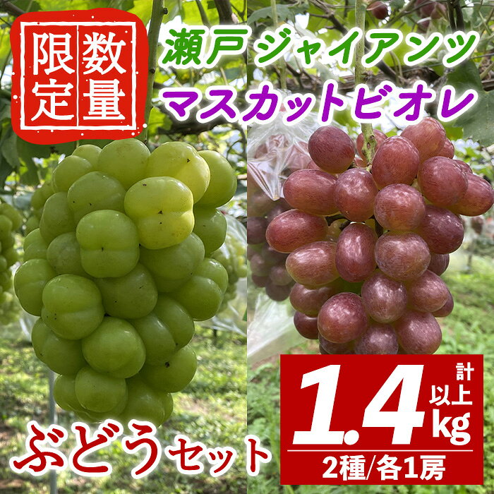 【ふるさと納税】＜先行予約受付中！2026年10月下旬以降順次発送＞ 瀬戸ジャイアンツ マスカットビオレ セット 計1.4kg以上 マスカット ぶどう ブドウ 葡萄 フルーツ 果物 くだもの デザート 先行予約 期間限定 【舟ヶ作ぶどう園】【ho1726】