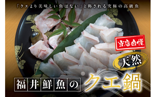 【先行予約】幻のクエ！国産 天然クエ鍋 500g くえ 鍋 セット 【fki104】