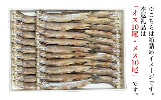 本ししゃも オス10尾・メス10尾 釧路産 本ししゃも 魚 ししゃも 魚好きのオス プチプチたまごのメス 魚介 グルメ シシャモ 北海道産 国産 魚 魚介 海の幸 F4F-8433