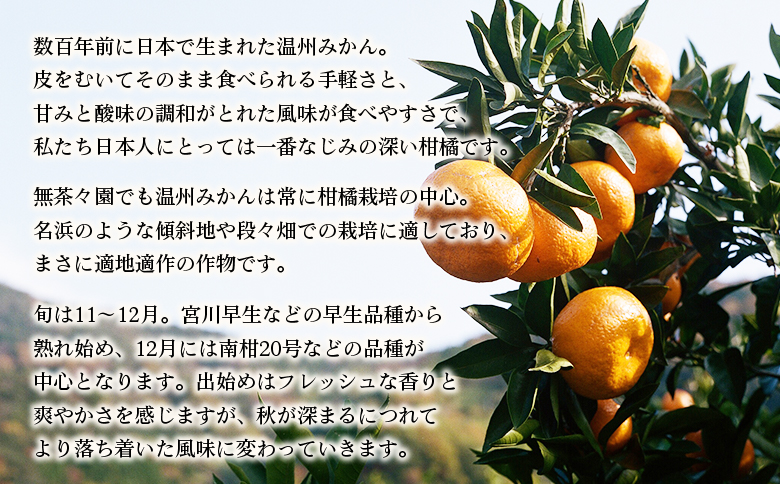【先行予約】＜無茶々園 温州みかん 約10kg＞ 果物 くだもの ミカン 蜜柑 柑橘 フルーツ うんしゅうみかん 贈り物 ギフト おいしい 期間限定 季節限定 食べて応援 特産品 愛媛県 西予市
