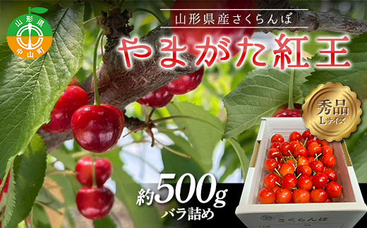 【令和8年産】山形県産さくらんぼ やまがた紅王 秀品 “Lサイズ” 約500g バラ詰め サクランボ 果物 フルーツ チェリー F4A-1033