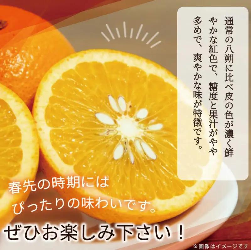 【先行予約】紀州有田産木成り完熟紅八朔８kg ※2027年2月下旬頃〜2027年3月中旬頃に順次発送予定（お届け日指定不可）/ みかん 不知火 和歌山 フルーツ 有田【uot795】