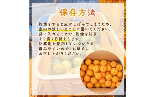 【先行予約】 選べる内容 ポンカン 5kg 訳あり みかん mikan 蜜柑 ミカン わけあり ぽんかん 国産 産地直送 農家直送 特産品 ゼリー ジュース アイス 冷凍 みかん 甘い フルーツ 果物 柑橘 美味しい おいしい ジューシー サイズ ミックス お裾分け おすそわけ 田條園 須崎市 高知県