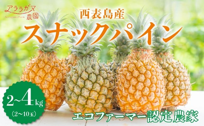 
            【内容量が選べる】知名度NO.1！糖度が高く真っ黄色な新感覚パイン☆　ちぎって食べるスナックパイン2〜4kg（2～10玉）
          
