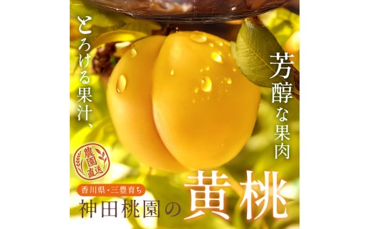 【ふるさと納税】 桃 産地直送 「神田桃園の黄桃」 約3kg [ フルーツ 名産品 桃 もも モモ 黄桃 果物 くだもの お取り寄せグルメ 三豊市 20000 20, 返礼品 神田桃園 ] ※配送不可地域：北海道・沖縄県・離島