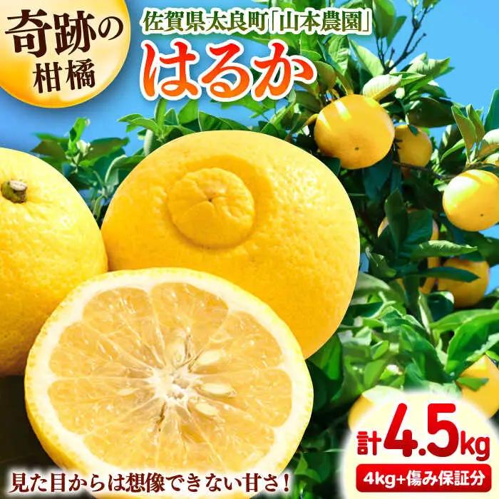 【2027年2月以降発送】はるか 計4.5kg（4kg＋500g傷み保証分）　M-3Lサイズ / 佐賀県 / 山本農園 [41ATBT006]