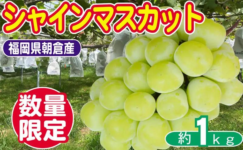 【数量限定】 シャインマスカット 1～3房 約1kg シャインマスカット