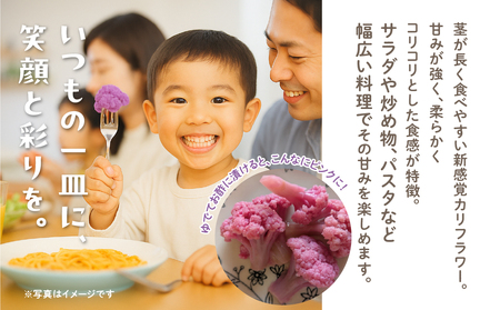《先行予約》紫カリフローレ　2個