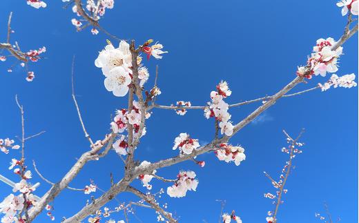 杏の花　自然の中で育ったふたつめの恵み