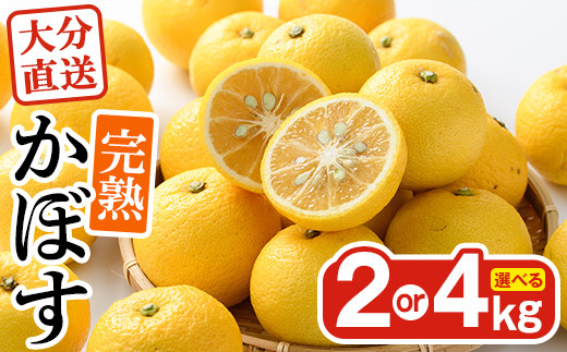 
                  <先行予約受付中！2026年11月上旬以降順次発送予定>＜容量を選べる！＞完熟かぼす (約2kg or 4kg) かんきつ 柑橘 期間限定 おもとの丘【111300300・111300401】【未来農林】
                