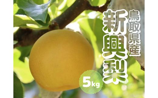 新興梨 5kg  鳥取県産 先行予約受付 JA米子選果場【10月上旬～10月中旬頃発送】しんこう なし ナシ 梨 5キロ 0737