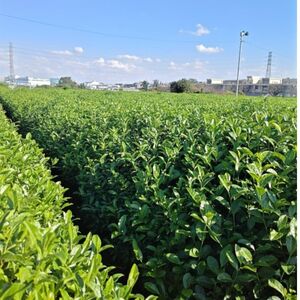＜訳あり＞ 狭山茶の荒茶 1.2kg | 狭山茶 荒茶 茶の丸国園