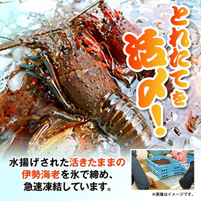刺身用活〆冷凍伊勢海老900g【配送不可地域：離島】