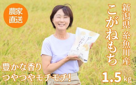 新潟県産 もち米『こがねもち』1.5kg（1升）令和5年産 つやつやモチモチ もち米ならではの芳醇な香り 清耕園ファーム お正月 餅 赤飯 おこわ