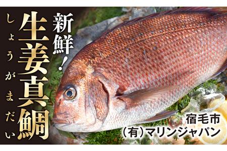 生姜真鯛 一尾（鮮魚） 真鯛